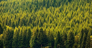 Türkiye'nin Orman Varlıkları 19 Yılda Yüzde 10,5 Arttı