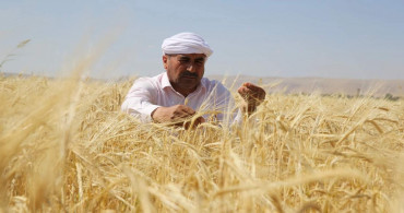 Türkiye’nin topraklarından bereket fışkırıyor: Bu yıl 200 bin ton buğday hasadı bekleniyor