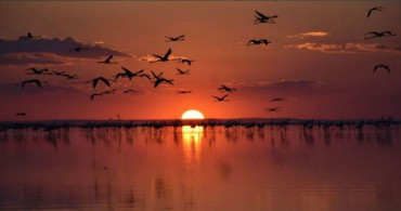 Tuz Gölü'nün Flamingoları Göçe Başladı
