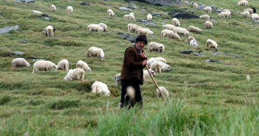 Üç bakanlık birden seferber oldu: 150 bin çoban aranıyor