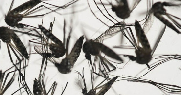 Uzmanlardan önemli sivrisinek uyarısı: O kan gruplarını daha çok ısırıyor