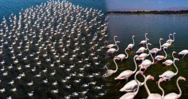 Van Gölü’nde Flamingo Şöleni