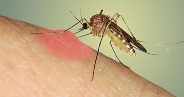 Vatandaşın Kabusu Haline Geldi! Sivrisinekler Farklı İlçelerde de Görüldü