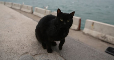 Vietnam'da Siyah Kediler Öldürülüp 'Covid-19 Çare' Olarak Tüketiliyor!