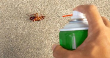 Yaz mevsiminde böcek derdine son! Ev yapımı böcek spreyi ile sivrisinek ve böceklerden kurtulun