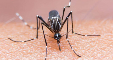 Yazın gelmesiyle birlikte sivrisinek kabusu başladı vatandaş isyan ediyor! İBB sessizliğini koruyor