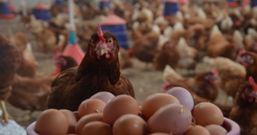 Yumurta fiyatı düştü tavuk fiyatı arttı: Fırsatçı kazandı vatandaş üzüldü