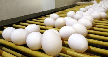 Yumurtada Korkutan Açıklama! 1 Aylık Stok Kaldı