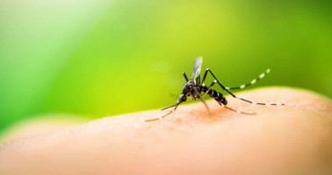Zika Virüsünü Tetikleyen Protein Keşfedildi