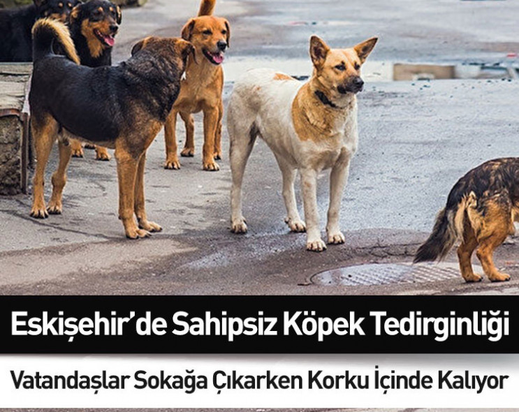 Eskişehir’de sahipsiz köpek tedirginliği: Vatandaşlar sokağa çıkarken korku içinde kalıyor