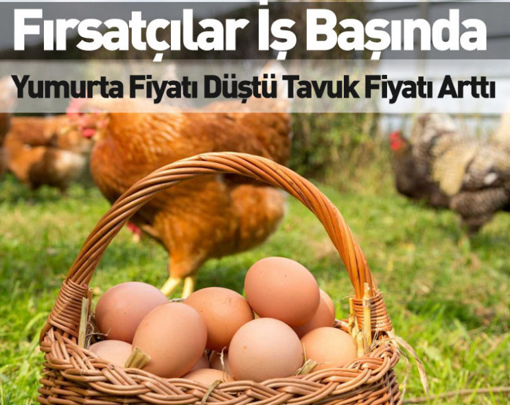 Yumurta fiyatı düştü tavuk fiyatı arttı: Fırsatçı kazandı vatandaş üzüldü