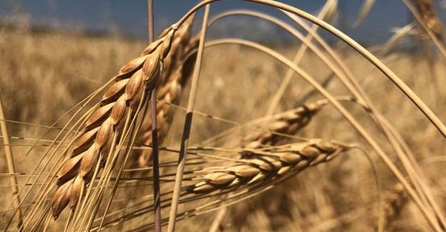 13 Bin Yıllık Kavılca Buğdayının Hasadı Başladı! Gluten Oranı Normal Buğdaydan Daha Düşük 