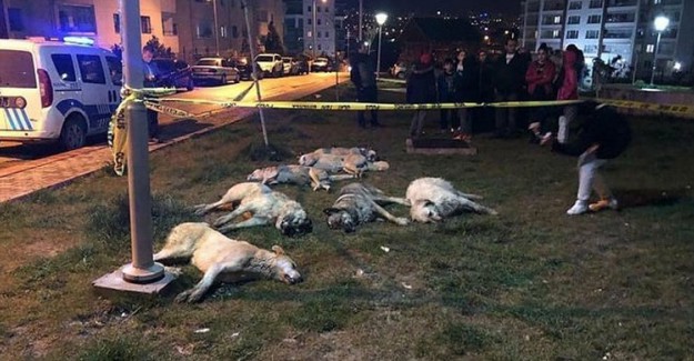 16 Köpeği Zehirleyerek Katleden 3 Kişinin Serbest Bırakılmasına İtiraz Edildi