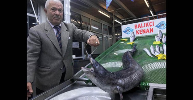 41 Kilogram Ağırlığındaki Yılan Balığı Görenleri Şaşırtıyor