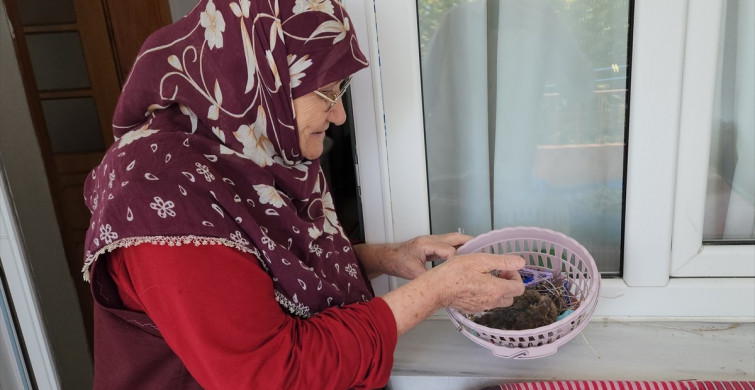 78 Yaşındaki Kadın Kumru Yavrusuna Annelik Yaptı