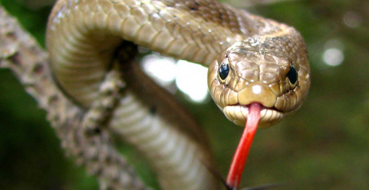 ABD'de bir adam elini yastığın altına attığında 7 metrelik bir yılanla karşılaştı