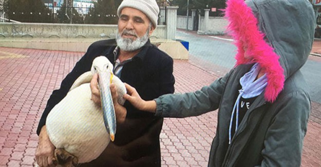 Aciz Pelikana Yaşlı Adam Sahip Çıktı