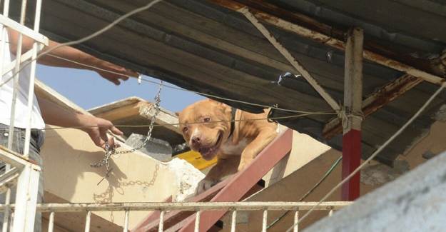 Adana'da Pitbull Operasyonu: 2 Köpeğe El Kondu