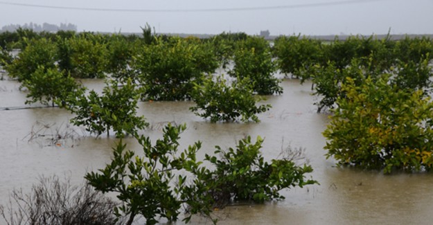 Adana'da Tarım Arazileri Sular Altında Kaldı