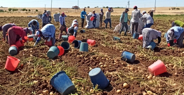 Adıyaman’da Patates Hasadı Bu Yıl da Kova Atma Töreni ile Bitti