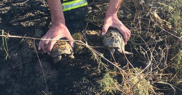 Alevlerin Arasında Mahsur Kalan Kaplumbağaları İtfaiye Ekipleri Kurtardı