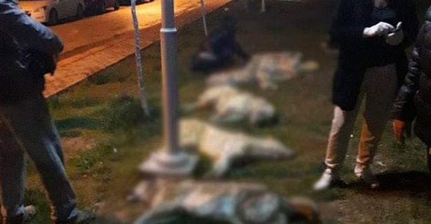 Ankara Yenimahalle'de 16 Köpeği Zehirleyen 3 Kişi Adliyeye Sevk Edildi