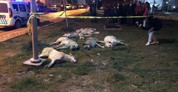 Ankara'da 13 Köpeğin Zehirlenerek Öldürüldüğü Olayda 3 Kişi Gözaltına Alındı