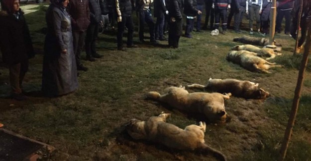 Ankara'da 16 Köpeği Zehirlediği İddia Edilen 3 Şüpheli Serbest Bırakıldı