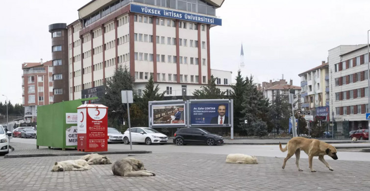 Ankara'da köpek dehşeti: Çocuğu ağır yaraladılar! Mahalle sakinleri isyan etti