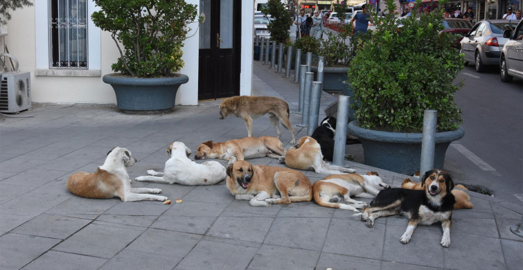 Ankara'da Okuldan Dönen 12 Yaşındaki Çocuk Sokak Köpeklerin Saldırısına Uğradı!