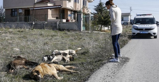 Ankara'nın Çankaya İlçesinde 4 Adet Köpek Cesedi Bulundu