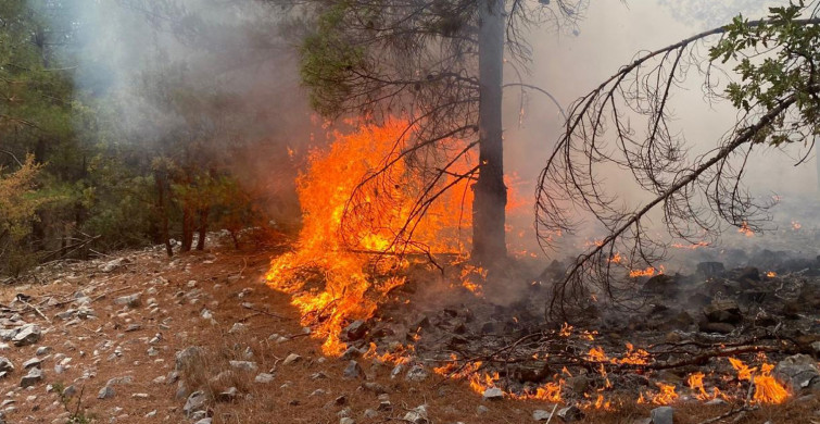 Antalya'da Korkutan Orman Yangını! Çok Sayıda Ekip Bölgeye Sevk Ediliyor