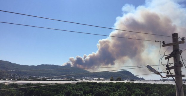Antalya'da Orman Yangını! Seralara Doğru Yayılmaya Başladı