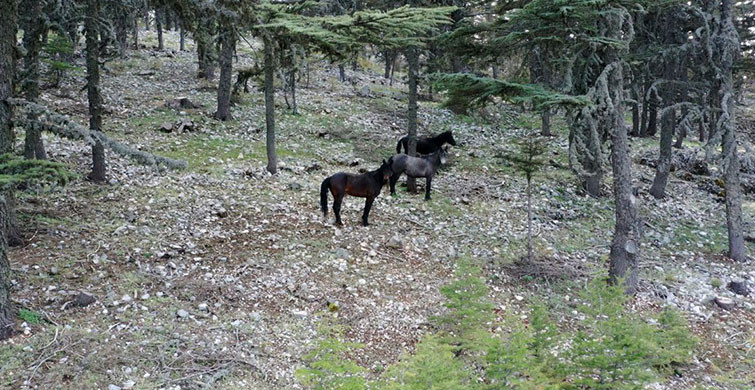 Antalya’nın Sedir Ormanlarında Yılkı Atları Dolaşıyor
