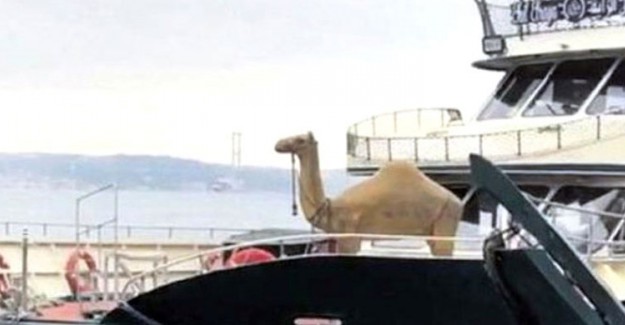Arap Turistler İçin Tekneye "Deve" Koydular!