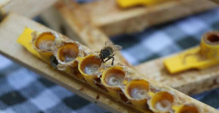 Arı sütünün fiyatı duyanları şaşırttı! Bin bir derde deva olan arı sütünün faydaları saymakla bitmiyor