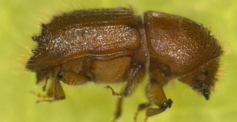 Artvin’de Böcekler 700 Hektarlık Ormanın Kurumasına Yol Açtı