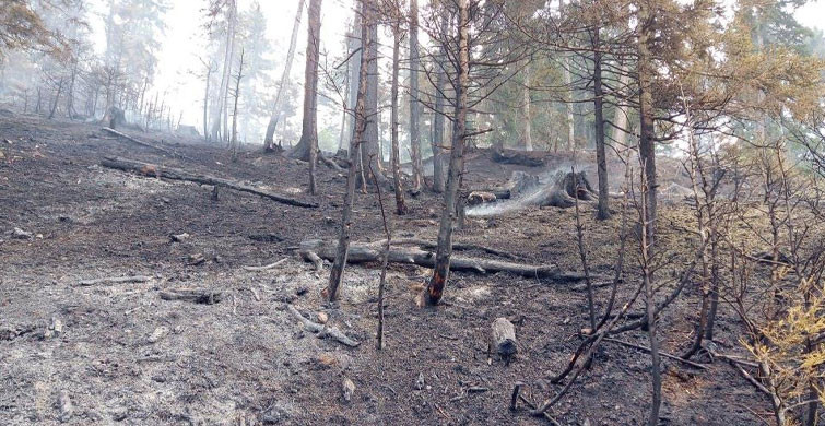 Artvin’de Çıkan Orman Yangınında 4 Bin Çam Ve Ladin Ağacı Telef Oldu
