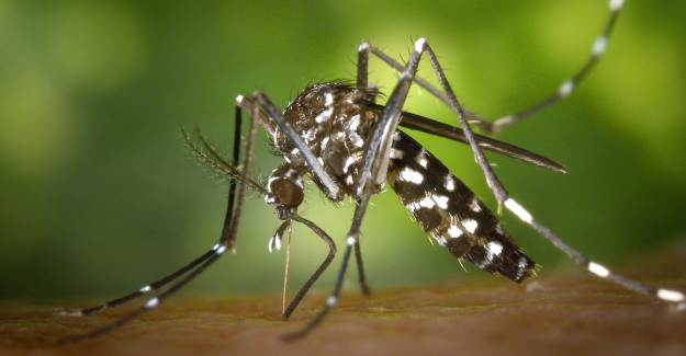 Asya Kaplan Sivrisineği Paniğe Neden Oldu