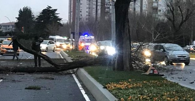 Ataköy'de Bir Araç Yol Kenarındaki Ağaca Çarpıp Devirdi