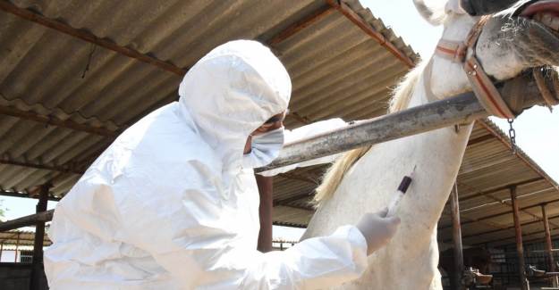 Atlar Üzerinde Koronavirüs Antikoru Üretildi