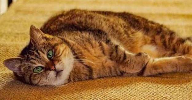 Ayasofya'nın Kedisi Gli Hayatını Kaybetti