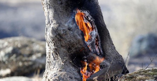 Aydın'da Korkutan Yangın: 200 Dönümlük Alan Zarar Gördü