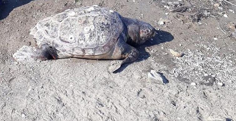 Ayvalık Sahilde 130 Kiloluk Kaplumbağa Bulundu