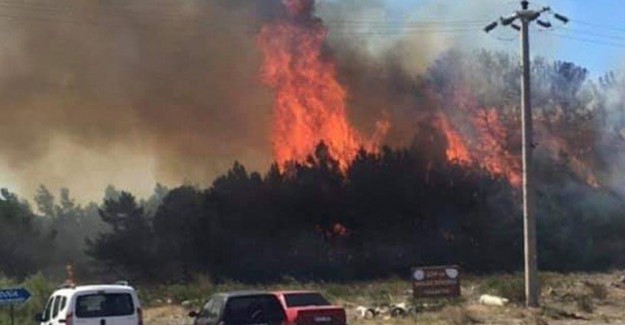 Ayvalık'ta Çıkan Orman Yangını Panik Yarattı