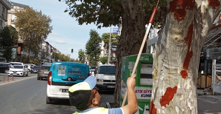 Bahçelievler Belediyesi'nden İETT Otobüsü Kazası Sonrası Ağaç Bakımı