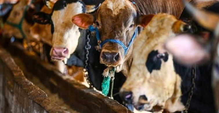 Bakan Pakdemirli Açıkladı: Satılamayan Kurbanlıkları Et Ve Süt Kurumu Satın Alacak!
