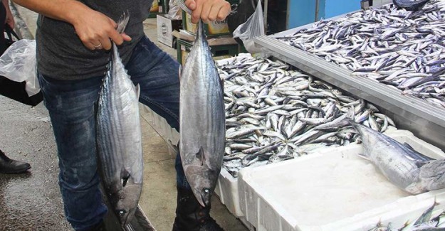 Balıkçıları Şaşırtan Torikler Ağlara Erken Takıldı
