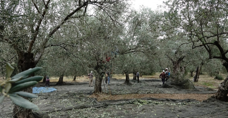 Balıkesir'de Zeytin Hırsızlıklarına Karşı Jandarma Denetimleri Artıyor