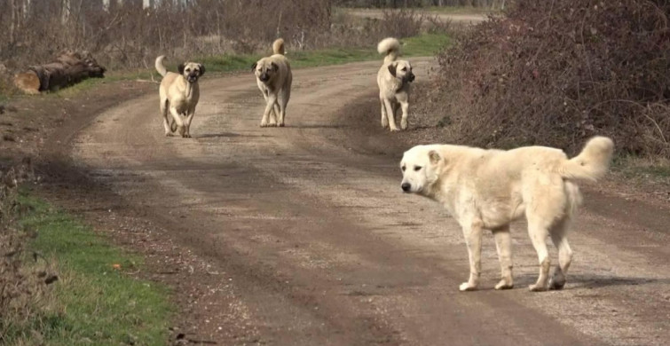 Başıboş köpek sorununa dikkat çeken çözüm: En az yüzde 70’i kısırlaştırılmalı